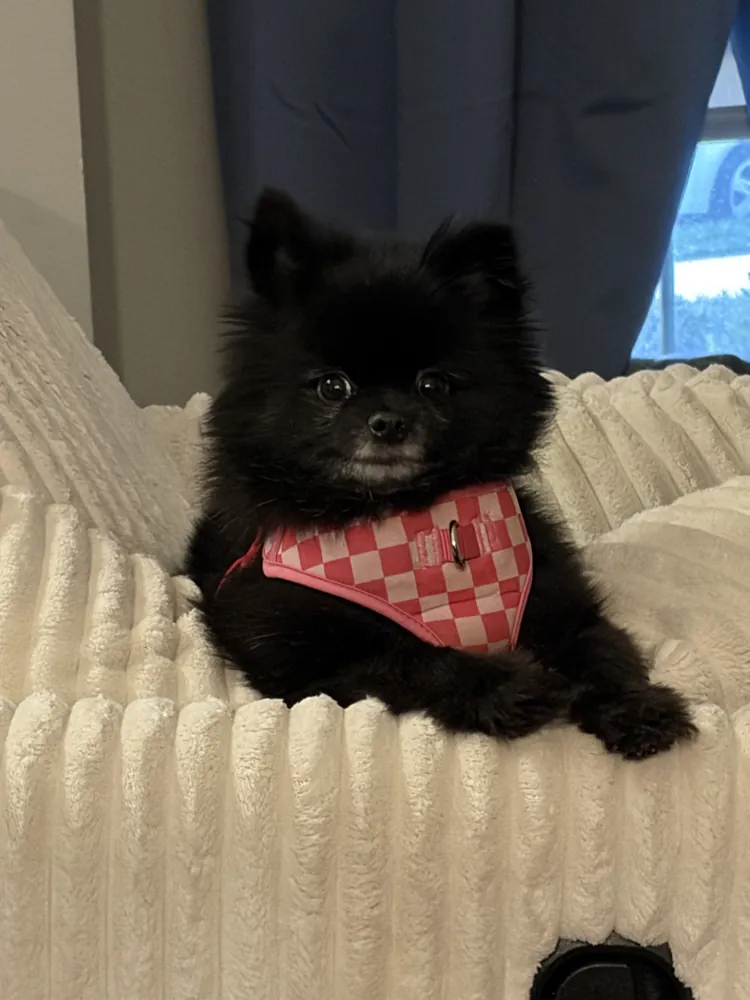 Ember on the couch