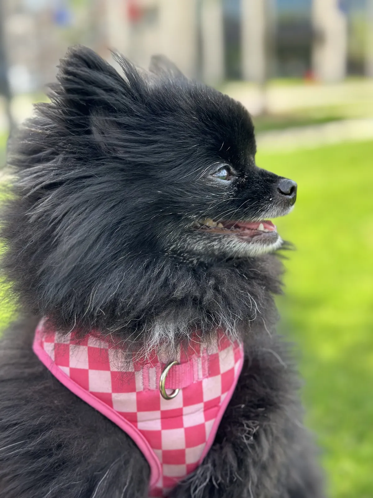 Ember the black Pomeranian in her pink checkered bandana