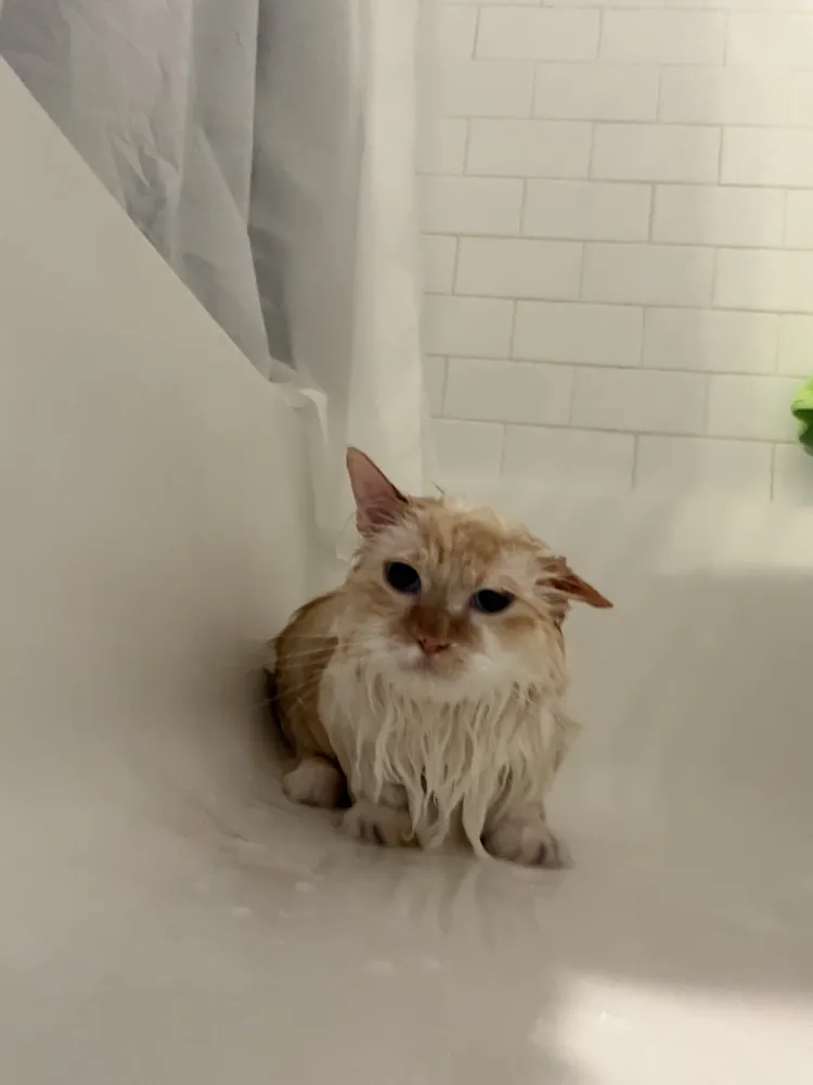 Saru inspects the tub